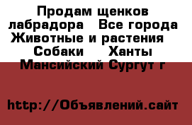 Продам щенков лабрадора - Все города Животные и растения » Собаки   . Ханты-Мансийский,Сургут г.